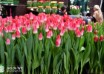 Tulipa Liliane Gronert ® (1)